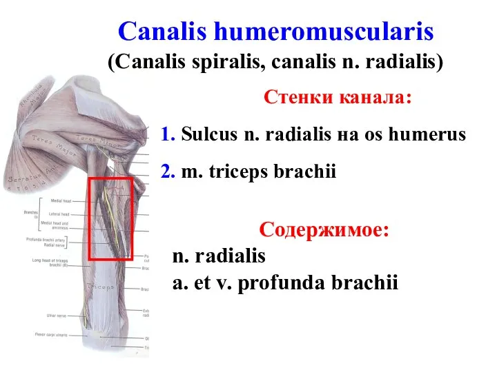 Canalis humeromuscularis (Canalis spiralis, canalis n. radialis) Стенки канала: 1. Sulcus