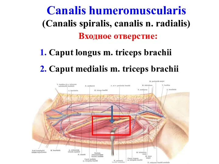 Canalis humeromuscularis (Canalis spiralis, canalis n. radialis) Входное отверстие: 1. Caput