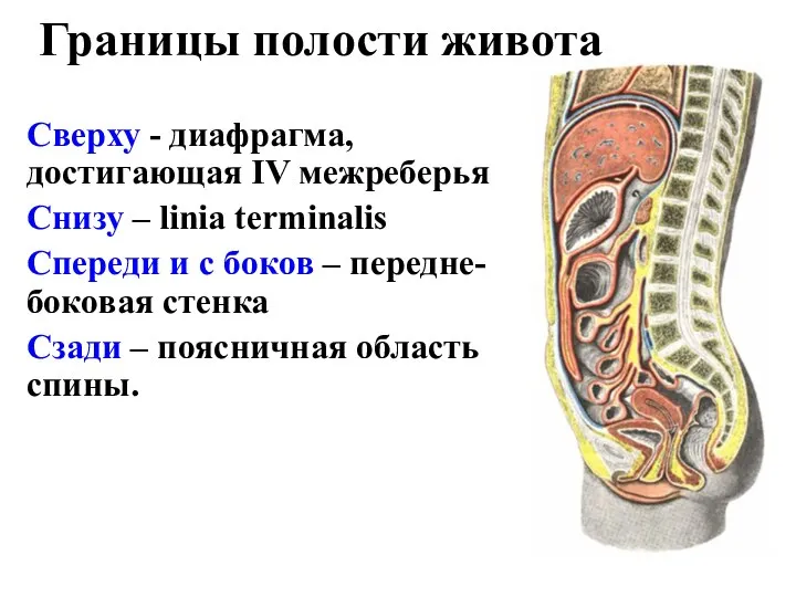 Границы полости живота Сверху - диафрагма, достигающая IV межреберья Cнизу –