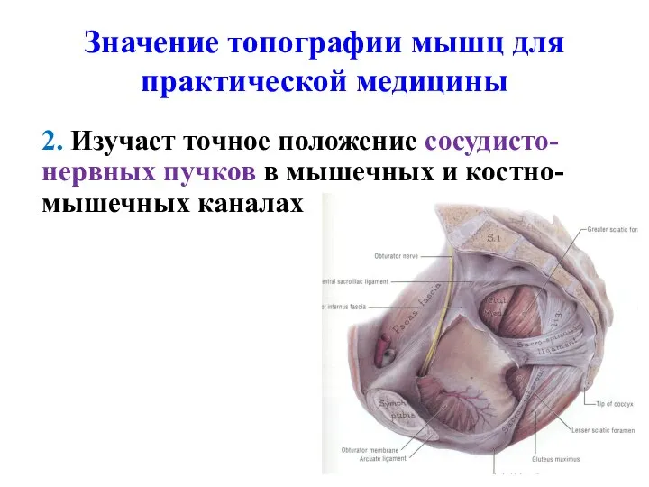 Значение топографии мышц для практической медицины 2. Изучает точное положение сосудисто-нервных