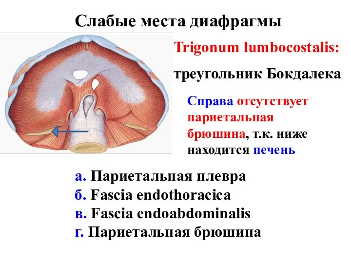 Слабые места диафрагмы Trigonum lumbocostalis: треугольник Бокдалека а. Париетальная плевра б.