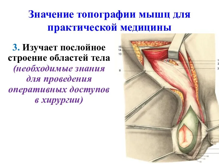 Значение топографии мышц для практической медицины 3. Изучает послойное строение областей