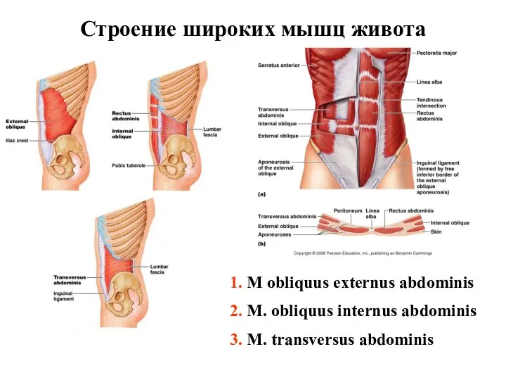 Строение широких мышц живота 1. M obliquus externus abdominis 2. M.