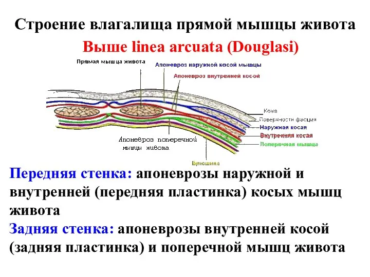 Строение влагалища прямой мышцы живота Выше linea arcuata (Douglasi) Передняя стенка: