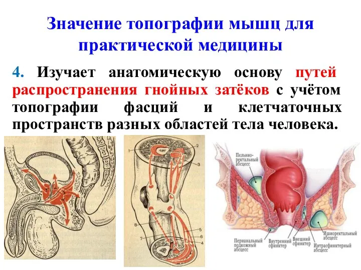 Значение топографии мышц для практической медицины 4. Изучает анатомическую основу путей