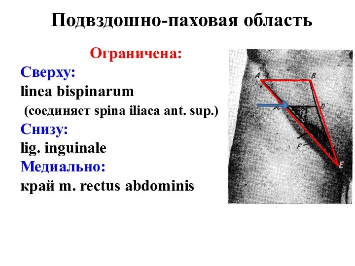 Подвздошно-паховая область Ограничена: Сверху: linea bispinarum (соединяет spina iliaca ant. sup.)