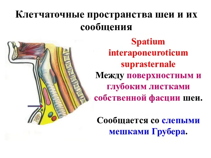 Клетчаточные пространства шеи и их сообщения Spatium interaponeuroticum suprasternale Между поверхностным