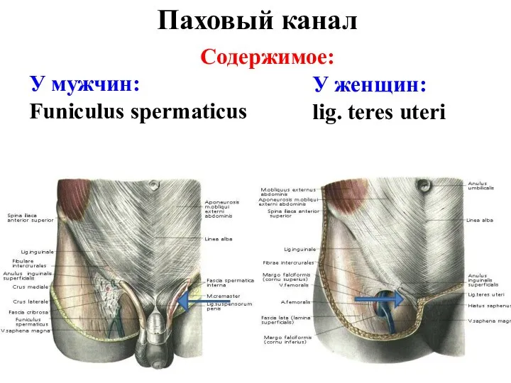 Паховый канал Содержимое: У мужчин: Funiculus spermaticus У женщин: lig. teres uteri