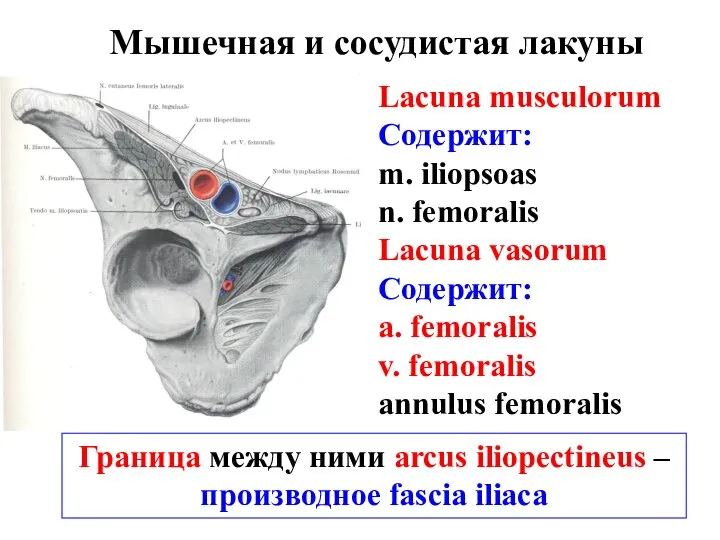 Мышечная и сосудистая лакуны Lacuna musculorum Содержит: m. iliopsoas n. femoralis