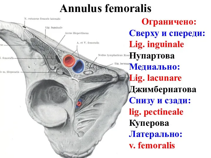 Annulus femoralis Ограничено: Сверху и спереди: Lig. inguinale Пупартова Медиально: Lig.