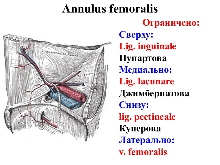 Annulus femoralis Ограничено: Сверху: Lig. inguinale Пупартова Медиально: Lig. lacunare Джимбернатова