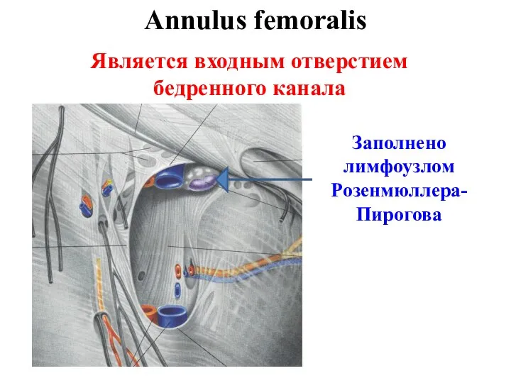 Annulus femoralis Заполнено лимфоузлом Розенмюллера-Пирогова Является входным отверстием бедренного канала