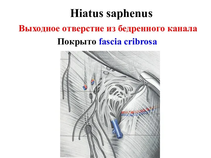 Hiatus saphenus Выходное отверстие из бедренного канала Покрыто fascia cribrosa