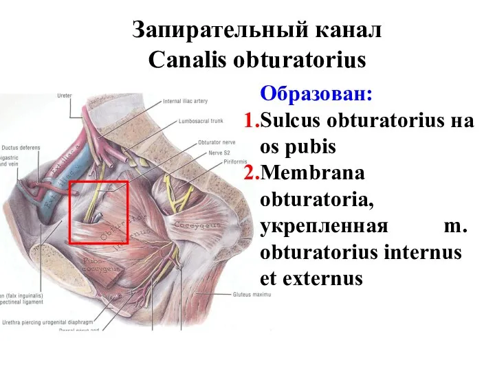 Запирательный канал Canalis obturatorius Образован: Sulcus obturatorius на os pubis Membrana