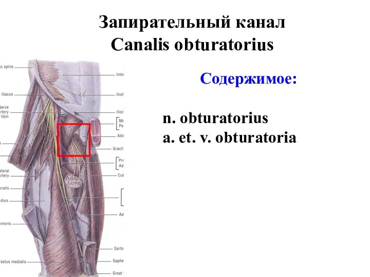 Запирательный канал Canalis obturatorius Содержимое: n. obturatorius a. et. v. obturatoria