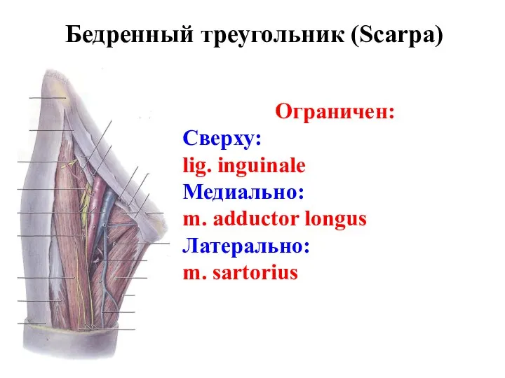 Бедренный треугольник (Scarpa) Ограничен: Сверху: lig. inguinale Медиально: m. adductor longus Латерально: m. sartorius