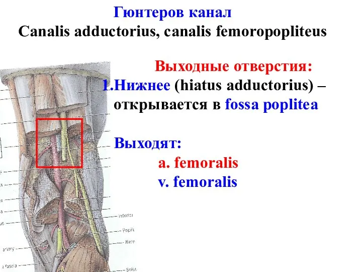 Гюнтеров канал Canalis adductorius, canalis femoropopliteus Выходные отверстия: Нижнее (hiatus adductorius)