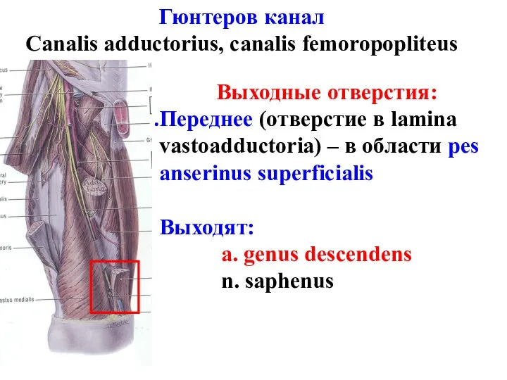 Выходные отверстия: Переднее (отверстие в lamina vastoadductoria) – в области pes