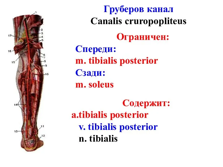 Груберов канал Canalis cruropopliteus Ограничен: Спереди: m. tibialis posterior Сзади: m.