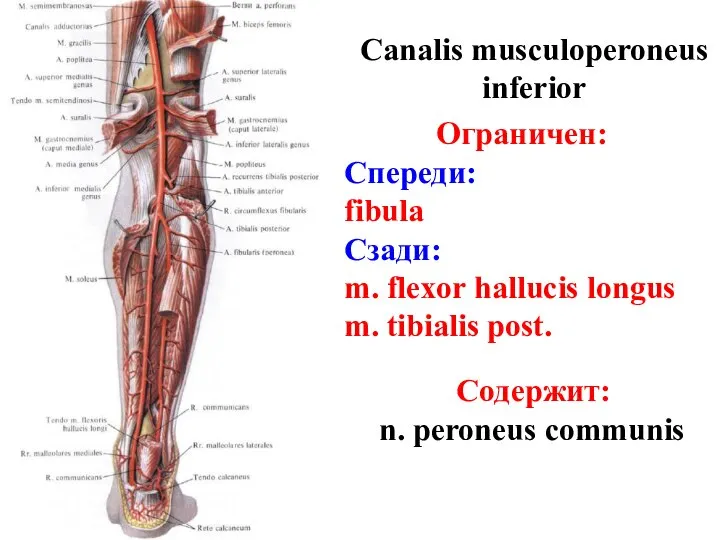 Canalis musculoperoneus inferior Ограничен: Спереди: fibula Сзади: m. flexor hallucis longus