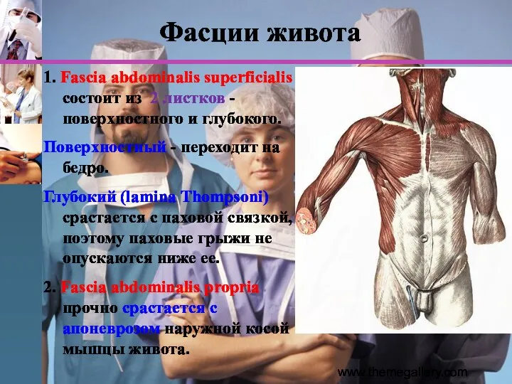 www.themegallery.com Фасции живота 1. Fascia abdominalis superficialis состоит из 2 листков