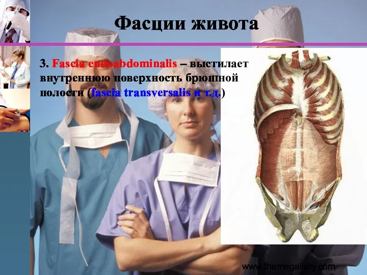 www.themegallery.com 3. Fascia endoabdominalis – выстилает внутреннюю поверхность брюшной полости (fascia transversalis и т.д.) Фасции живота