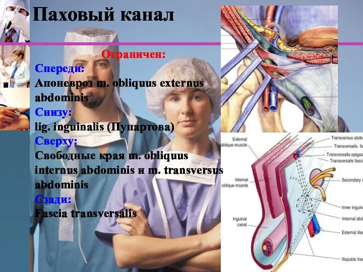 www.themegallery.com Паховый канал Ограничен: Спереди: Апоневроз m. obliquus externus abdominis Снизу: