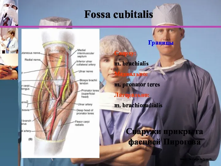 www.themegallery.com Fossa cubitalis Границы Сверху: m. brachialis Медиально: m. pronator teres