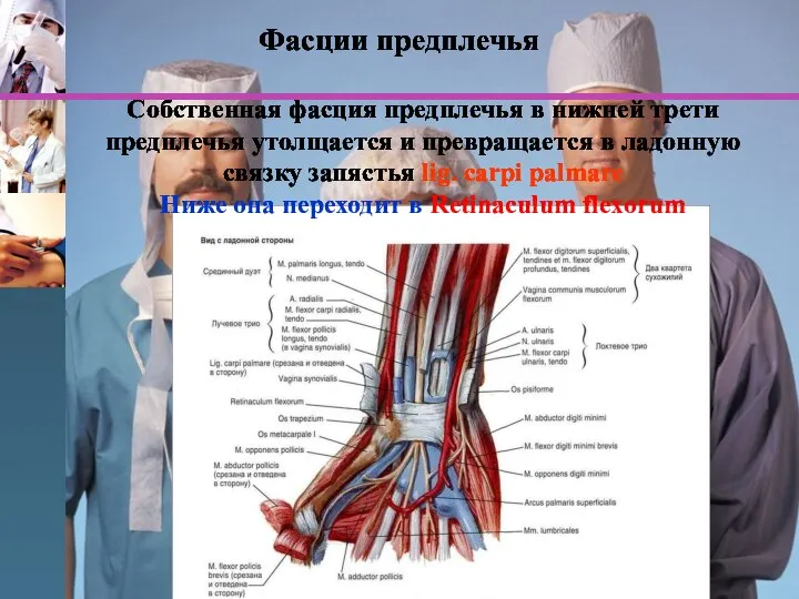 Фасции предплечья Собственная фасция предплечья в нижней трети предплечья утолщается и