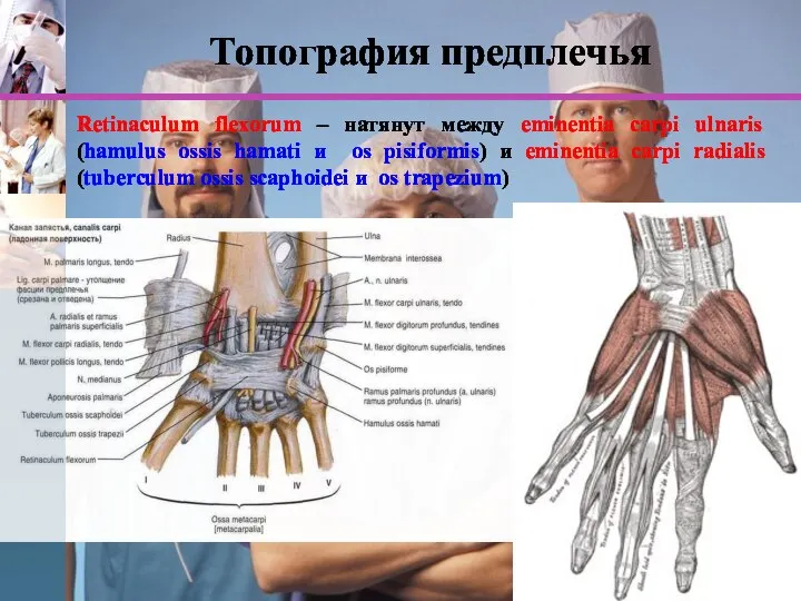 www.themegallery.com Топография предплечья Retinaculum flexorum – натянут между eminentia carpi ulnaris