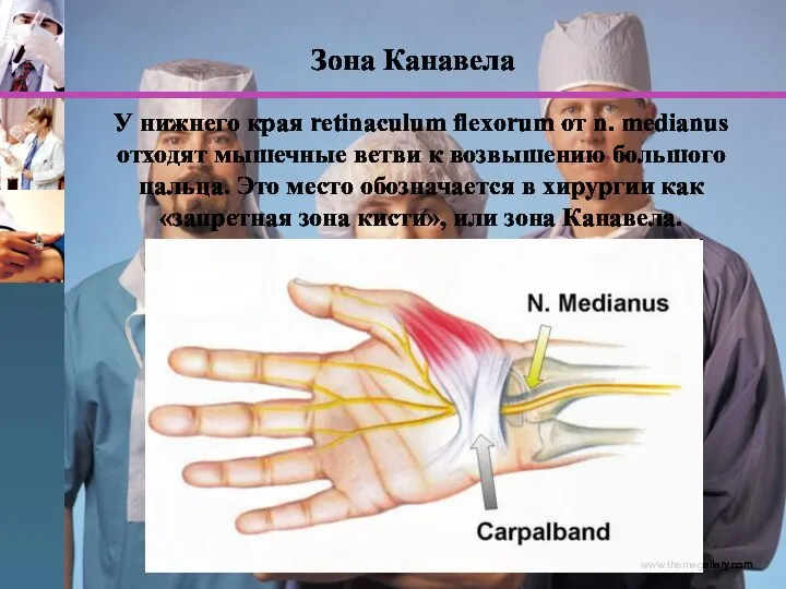 www.themegallery.com У нижнего края retinaculum flexorum от n. medianus отходят мышечные