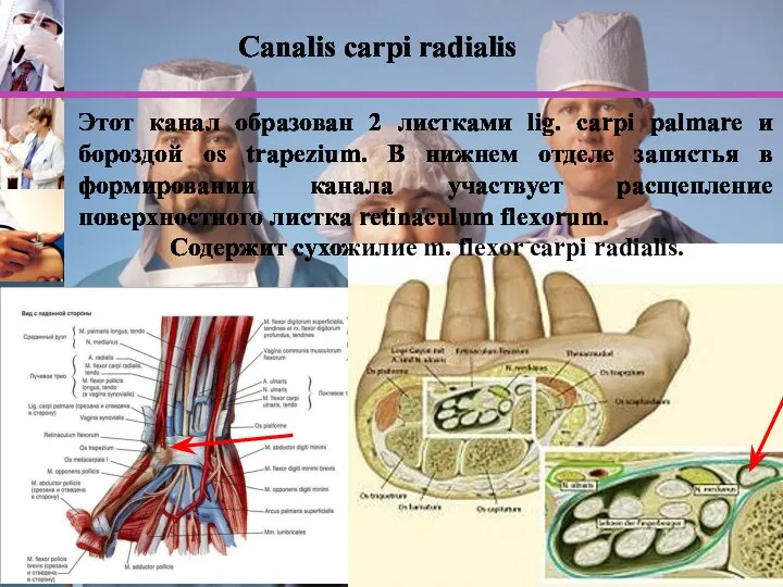 www.themegallery.com Этот канал образован 2 листками lig. carpi palmare и бороздой