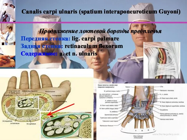 www.themegallery.com Продолжение локтевой борозды предплечья Передняя стенка: lig. carpi palmare Задняя