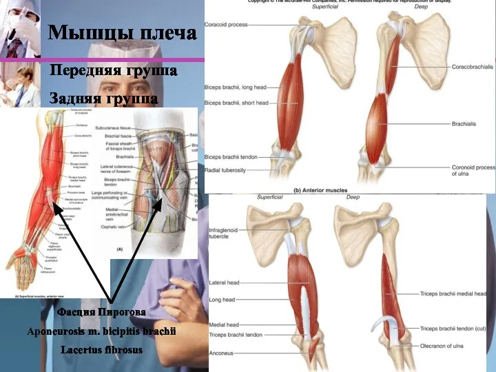 www.themegallery.com Мышцы плеча Передняя группа Задняя группа Фасция Пирогова Aponeurosis m. bicipitis brachii Lacertus fibrosus