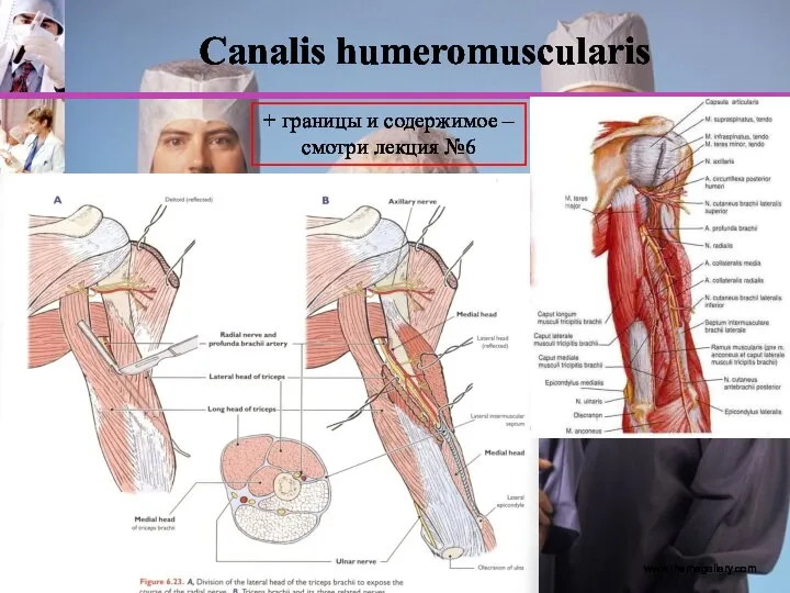 www.themegallery.com Canalis humeromuscularis + границы и содержимое – смотри лекция №6