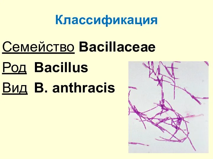 Классификация Семейство Bacillaceae Род Bacillus Вид B. anthracis