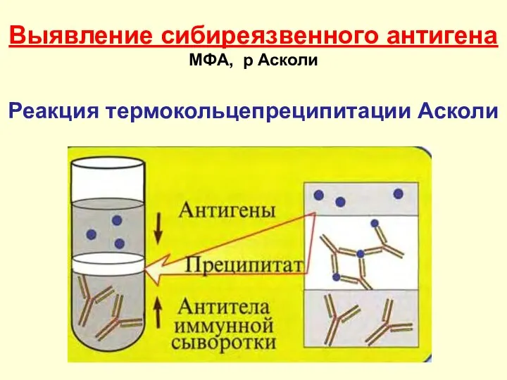 Выявление сибиреязвенного антигена МФА, р Асколи Реакция термокольцепреципитации Асколи