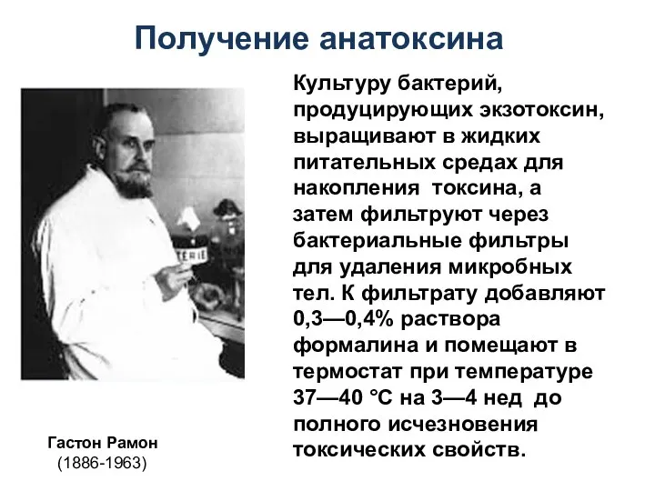 Гастон Рамон (1886-1963) Культуру бактерий, продуцирующих экзотоксин, выращивают в жидких питательных