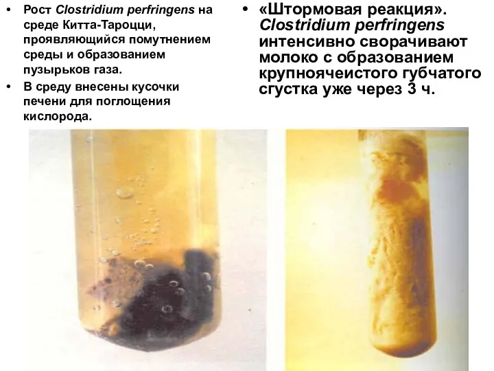 Рост Clostridium perfringens на среде Китта-Тароцци, проявляющийся помутнением среды и образованием