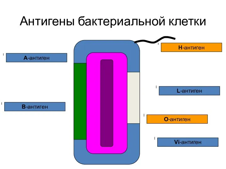 Антигены бактериальной клетки A-антиген B-антиген О-антиген Н-антиген Vi-антиген L-антиген