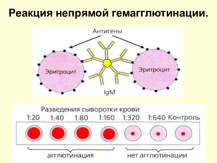 Реакция непрямой гемагглютинации.