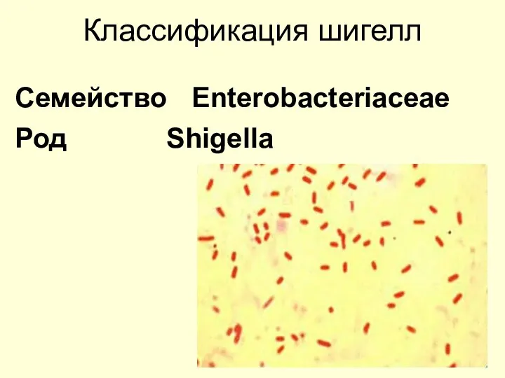 Классификация шигелл Семейство Enterobacteriaceae Род Shigella