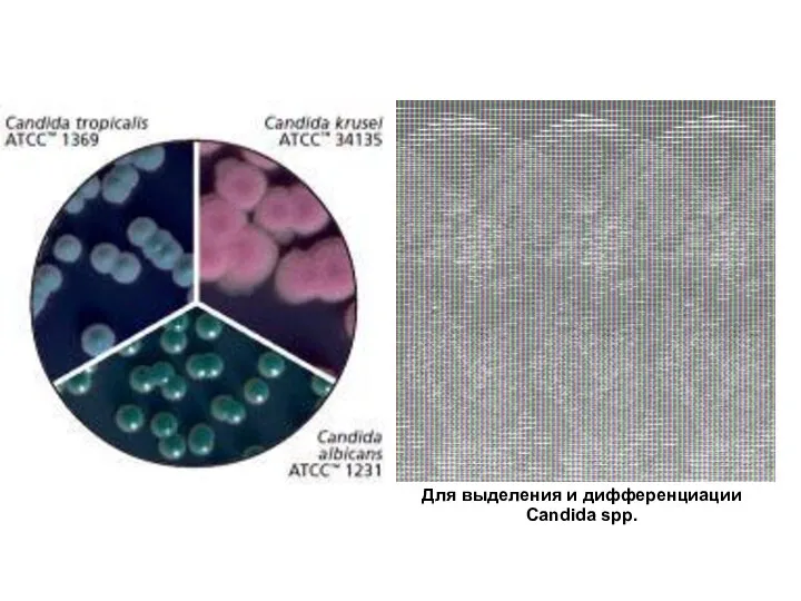Для выделения и дифференциации Candida spp.