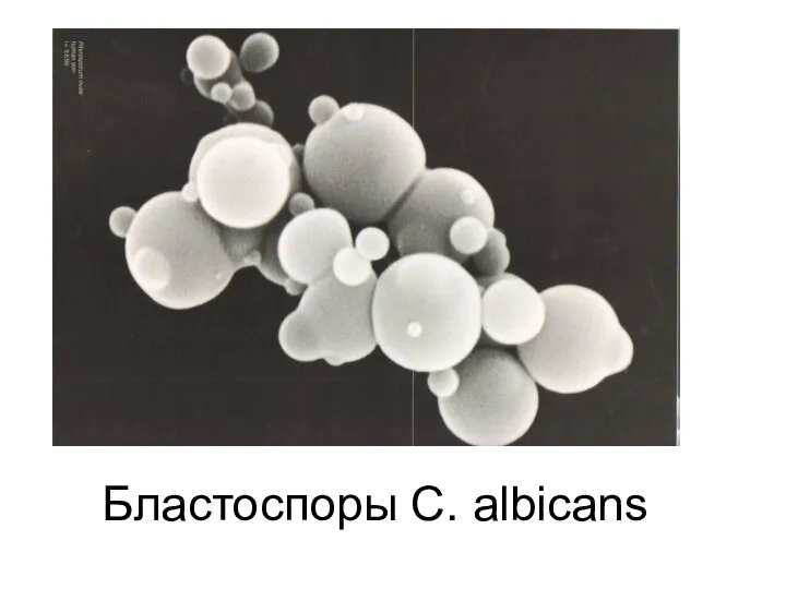 Бластоспоры C. albicans