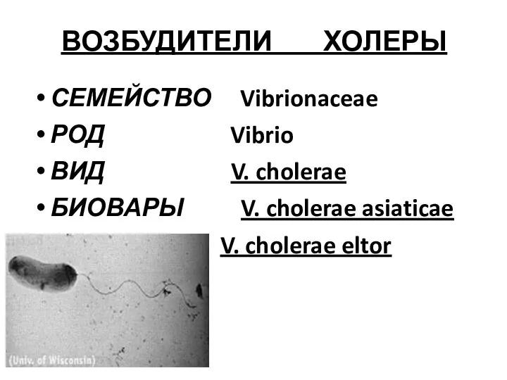 ВОЗБУДИТЕЛИ ХОЛЕРЫ СЕМЕЙСТВО Vibrionaceae РОД Vibrio ВИД V. cholerae БИОВАРЫ V. cholerae asiaticae V. cholerae eltor