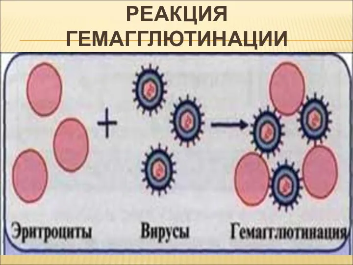 РЕАКЦИЯ ГЕМАГГЛЮТИНАЦИИ