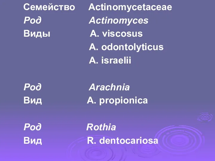 Семейство Actinomycetaceae Род Actinomyces Виды A. viscosus A. odontolyticus A. israelii