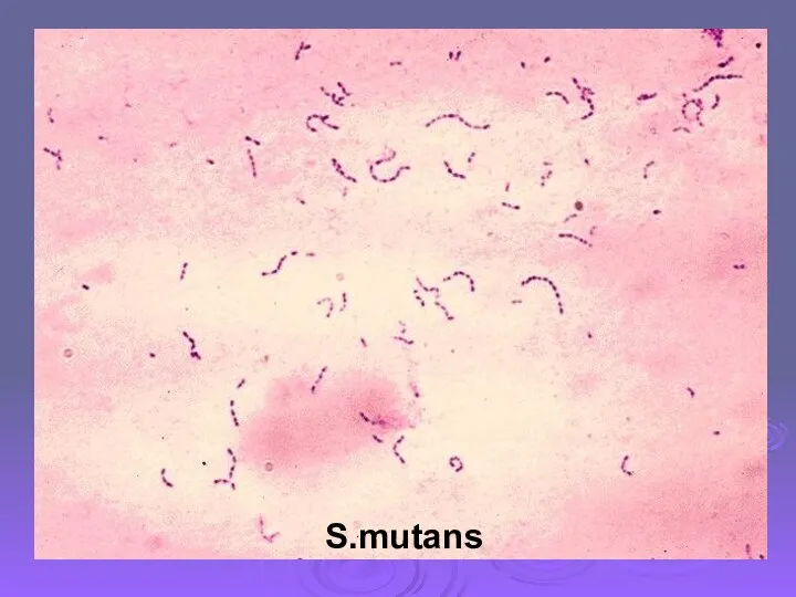 S.mutans