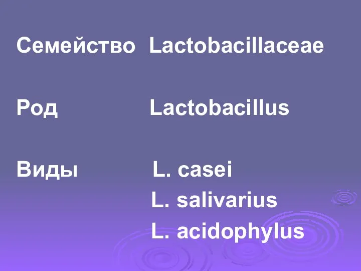 Семейство Lactobacillaceae Род Lactobacillus Виды L. casei L. salivarius L. acidophylus