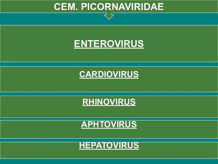 СЕМ. PICORNAVIRIDAE ENTEROVIRUS CARDIOVIRUS RHINOVIRUS APHTOVIRUS HEPATOVIRUS